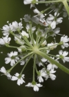Einzelbild 6 Geissfuss - Aegopodium podagraria