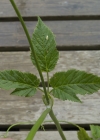 Einzelbild 8 Geissfuss - Aegopodium podagraria