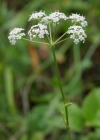 Einzelbild 5 Gewöhnliche Kleine Bibernelle - Pimpinella saxifraga