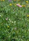 Einzelbild 5 Grosse Bibernelle - Pimpinella major