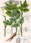 Einzelbild 6 Grosse Bibernelle - Pimpinella major