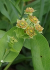 Einzelbild 6 Langblättriges Hasenohr - Bupleurum longifolium