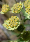 Einzelbild 4 Sternblütiges Hasenohr - Bupleurum stellatum