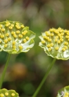 Einzelbild 6 Sternblütiges Hasenohr - Bupleurum stellatum