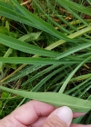 Einzelbild 7 Sternblütiges Hasenohr - Bupleurum stellatum