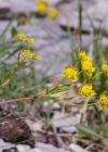 Einzelbild 7 Gewöhnliches Hahnenfuss-Hasenohr - Bupleurum ranunculoides subsp. ranunculoides