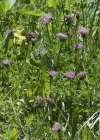 Einzelbild 7 Alpen-Liebstock - Ligusticum mutellina