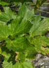 Einzelbild 7 Meisterwurz - Peucedanum ostruthium