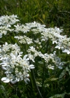 Einzelbild 6 Wiesen-Bärenklau - Heracleum sphondylium