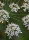 Einzelbild 7 Wiesen-Bärenklau - Heracleum sphondylium