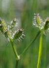 Einzelbild 8 Möhren-Haftdolde - Caucalis platycarpos