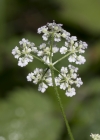 Einzelbild 3 Wald-Borstendolde - Torilis japonica