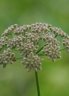 Einzelbild 4 Wald-Borstendolde - Torilis japonica