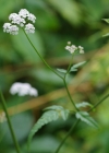 Einzelbild 5 Wald-Borstendolde - Torilis japonica
