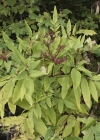 Einzelbild 6 Zwerg-Holunder - Sambucus ebulus