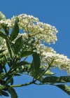 Einzelbild 8 Schwarzer Holunder - Sambucus nigra