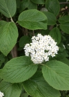 Einzelbild 8 Wolliger Schneeball - Viburnum lantana