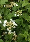 Einzelbild 7 Gemeiner Schneeball - Viburnum opulus
