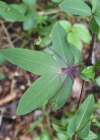Einzelbild 6 Schwarze Heckenkirsche - Lonicera nigra