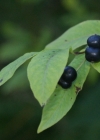 Einzelbild 8 Schwarze Heckenkirsche - Lonicera nigra