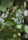 Einzelbild 8 Echter Ackersalat - Valerianella locusta