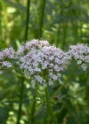 Einzelbild 7 Gewöhnlicher Arznei-Baldrian - Valeriana officinalis