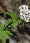 Einzelbild 8 Dreiblatt-Baldrian - Valeriana tripteris