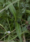 Einzelbild 6 Abbisskraut - Succisa pratensis