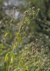 Einzelbild 7 Behaarte Karde - Dipsacus pilosus