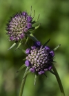 Einzelbild 4 Glänzende Skabiose - Scabiosa lucida