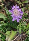 Einzelbild 6 Glänzende Skabiose - Scabiosa lucida