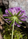 Einzelbild 7 Glänzende Skabiose - Scabiosa lucida