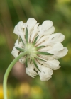 Einzelbild 5 Gelbe Skabiose - Scabiosa ochroleuca