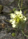 Einzelbild 8 Gelbe Skabiose - Scabiosa ochroleuca