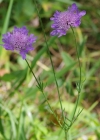 Einzelbild 5 Tauben-Skabiose - Scabiosa columbaria