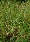 Einzelbild 7 Tauben-Skabiose - Scabiosa columbaria