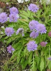 Einzelbild 8 Glänzende Skabiose - Scabiosa lucida