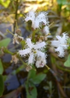 Einzelbild 7 Fieberklee - Menyanthes trifoliata