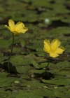 Einzelbild 6 Teichenzian - Nymphoides peltata