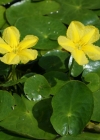Einzelbild 7 Teichenzian - Nymphoides peltata