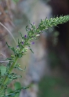 Einzelbild 6 Ährige Glockenblume - Campanula spicata