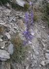Einzelbild 7 Ährige Glockenblume - Campanula spicata
