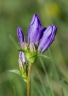 Einzelbild 7 Gewöhnliche Knäuel-Glockenblume - Campanula glomerata subsp. glomerata