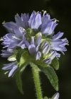 Einzelbild 6 Borstige Glockenblume - Campanula cervicaria
