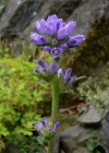 Einzelbild 7 Borstige Glockenblume - Campanula cervicaria