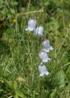 Einzelbild 4 Bärtige Glockenblume - Campanula barbata
