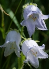 Einzelbild 5 Bärtige Glockenblume - Campanula barbata