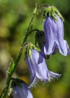 Einzelbild 7 Bärtige Glockenblume - Campanula barbata