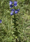 Einzelbild 5 Rautenblättrige Glockenblume - Campanula rhomboidalis