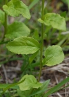 Einzelbild 7 Rautenblättrige Glockenblume - Campanula rhomboidalis